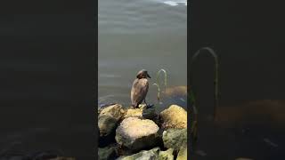 Amazing Birds of Hawassa Lake  Hamerkop amp Sacred Ibis in Ethiopia 🐦🌊 Shorts [upl. by Nehte]