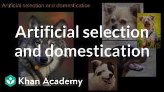 Artificial selection and domestication  Natural selection  AP Biology  Khan Academy [upl. by Berstine696]