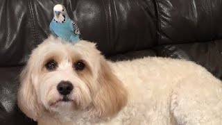 Meet The Unlikely Bird and Dog Duo Who Are Best Friends [upl. by Grimbald439]