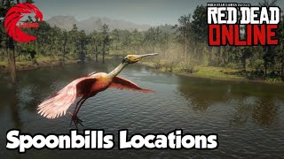 Spoonbills Locations rdr2 Online  Red Dead Online Spoonbills Location Guide [upl. by So]