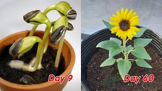 How to grow sunflower in pots at home full update [upl. by Urania847]