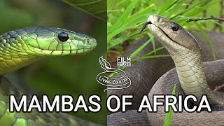 Black mamba and green mambas  the most feared venomous snakes of Africa but are they so deadly [upl. by Dumanian21]