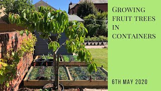 Growing fruit trees in containers [upl. by Urian]