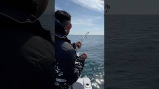 Snappers Fishing NZ fishing auckland ytshorts vlog 🐟🎣🐟 hindi snapper [upl. by Narol]