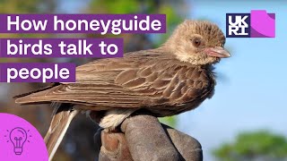 How honeyguide birds talk to people  The secrets of HoneyHarvesting in Africa [upl. by Irafat292]