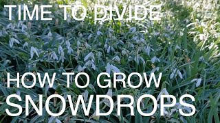 How to Grow SNOWDROPS [upl. by Kelton]