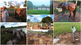 TROCANDO AS VACAS PARIDAS DE PASTO CHUVA BOA POR AQUI🙏🏻 COLOCANDO CANO PARA SAIDA DE ÁGUA NO AÇUDE [upl. by Eyde]