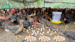 FULL VIDEO 130 days of raising chickens collecting eggs and selling chickens [upl. by Anawit]