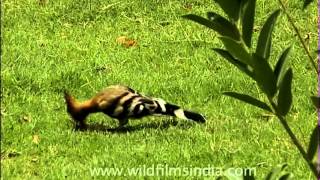 Hoopoe eating little worms [upl. by Peregrine]