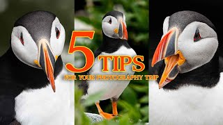 How to photograph Atlantic puffins in Maine Machias Seal Island [upl. by Otiragram188]