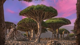 Socotra island A hidden paradise [upl. by Scrope]