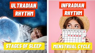 Stages of Sleep and the Menstrual Cycle  Ultradian amp Infradian Rhythms [upl. by Ihcelek]