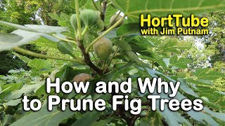 How and Why to Prune Fig Trees [upl. by Eniamat366]