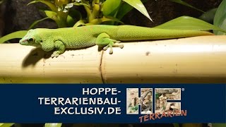 Terrarium für Phelsuma grandis  Großer Madagaskar Taggecko [upl. by Eirahs]