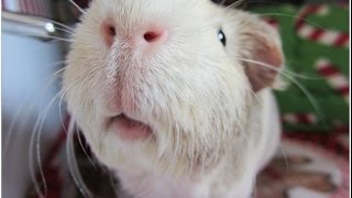 13 Guinea Pig Sounds VisualAudio Clips [upl. by Jaymie481]