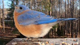 Discover the Beauty of Eastern Bluebirds A MustSee [upl. by Innig]