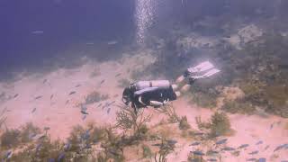 Grenada  Scuba Diving  Whibbles Reef and Shark Reef  4k [upl. by Cliffes96]