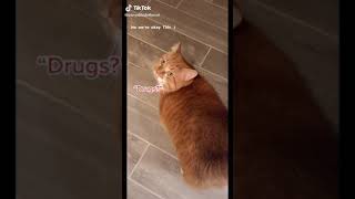 cat saying drugs  funniest video [upl. by Yatnoed]