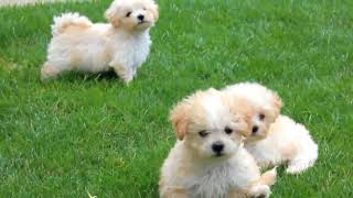 Cute Maltipoo Puppies Playing [upl. by Gernhard988]