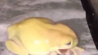 Yellow frog screaming [upl. by Reema]