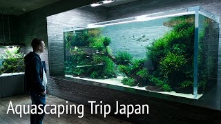 Beautiful ADA Nature Aquarium Gallery and Aquascape Timelapse [upl. by Anifur]