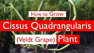 How to Grow Cissus quadrangularis Veldt Grape Plant [upl. by Marti]