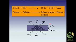 Síntesis de ATP Cadena Respiratoria  Fosforilación Oxidativa Parte 1 [upl. by Ayra]