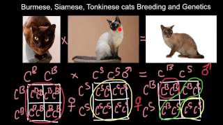 Burmese Siamese Tonkinese cats Breeding and Genetics [upl. by Akeber]