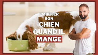 Pourquoi embêter son chien quand il mange [upl. by Mapes444]