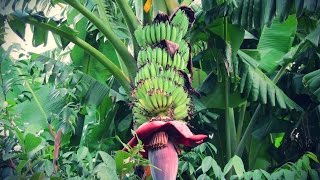 Cómo Sembrar Banano con buenas Prácticas Agrícolas  TvAgro por Juan Gonzalo Angel [upl. by Aldin94]