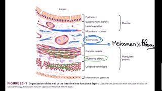 Enteric Nervous System  Myenteric and Meissners Plexus  Mnemonic [upl. by Arvad703]