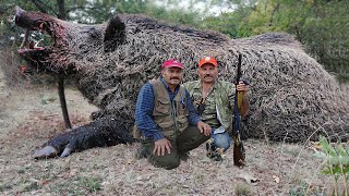 How American Farmers Deal With Wild Boars Destroying Farms [upl. by Nivag217]