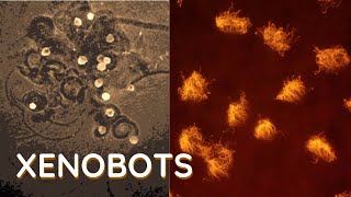 Xenobots “Living Machines” Made from Frog Skin Cells [upl. by Chrissie]