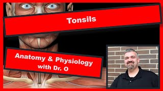 What Are Tonsil Stones  Gross Science [upl. by Pollerd]