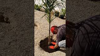 Compressing Transplanted Palm Tree 🕳️🌴 ECOGROW Root Growth Stimulator Substrate [upl. by Kingdon]