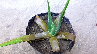 Easy Way To Save A Rotting Aloe vera Plant [upl. by Noeruat334]