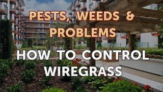 How to Control Wiregrass [upl. by Telfore37]