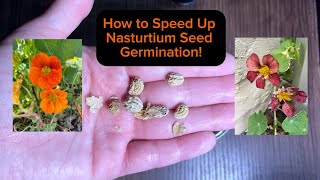 How to Speed Up Nasturtium Seed Germination  Scarification Methods [upl. by Eybba47]