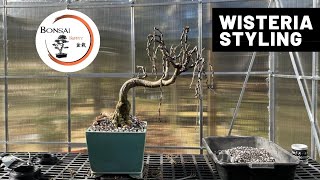 Weeping Wisteria Bonsai The Bonsai Supply [upl. by Isacco]