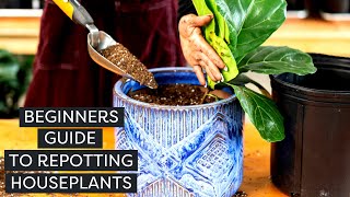 Repotting Houseplants A Beginners Guide  Repotting a Cactus Hanging Plant  FiddleLeaf Fig [upl. by Retsam]