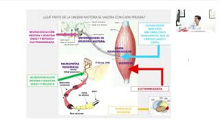 ELECTROMIOGRAFÍA Y OTROS ESTUDIOS DE MEDICINA DE ELECTRODIAGNÓSTICO [upl. by Hgeilhsa930]