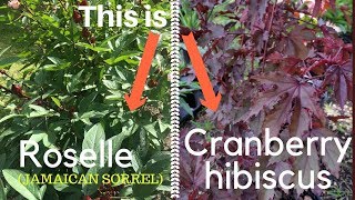 Difference Between Roselle And Cranberry Hibiscus [upl. by Adnawat]