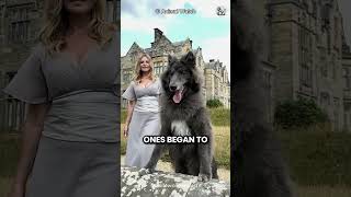 How Humans Domesticated Dogs shorts animaldocumentary wolf dogs [upl. by Leroi669]