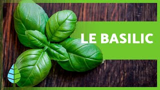 BIENFAITS du BASILIC 🌱 Propriétés Médicinales et Usages Culinaires [upl. by Johnathan160]