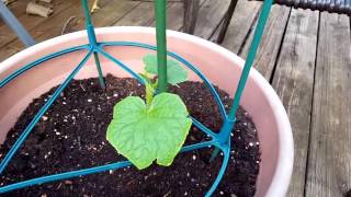 Grow Cucumbers in Containers [upl. by Ennirac]