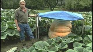 Giant Pumpkins [upl. by Solraced]