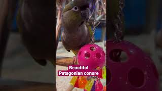 Olive bird giving the cutest look ever Patagonian conureLargest conure parrot animal conure [upl. by Islean]