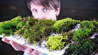 Collecting amp Identifying Moss [upl. by Novj]