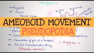 PSEUDOPODIA  AMOEBOID MOVEMENT  GELSOL THEORY  BY PHANINDRA GUPTHA [upl. by Almira]