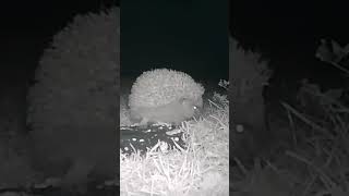 Shorts  En Guard talltreesnaturereserve wildlife hedgehogs defencesystems [upl. by Tenahs655]